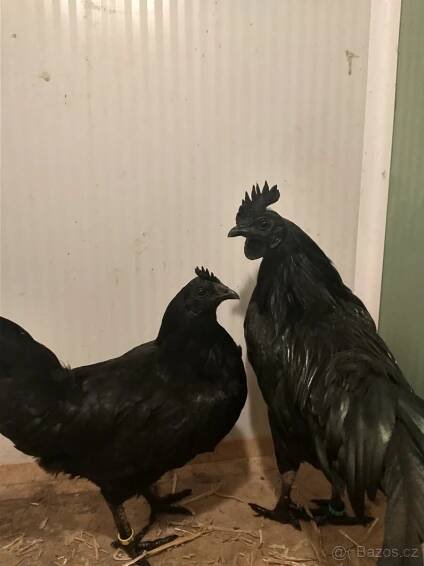 Ayam Cemani kohout+slepice