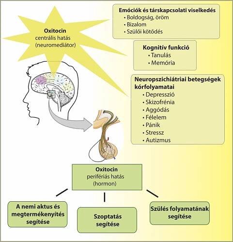 Category:Endocrine system - Wikimedia Commons