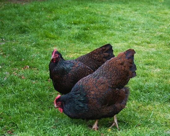 Barnevelder