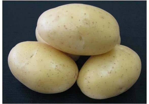 Sadbové brambory DALI - žluté rané 1 kg