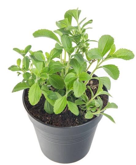 Stévie sladká, Stevia rebaudiana, v květináči | ZAZUMi.cz
