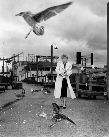 THE RAGING TIDE, Shelley Winters, taking time out from shooting to feed the seagulls around San Francisco's Fisherman's Wharf, 1951