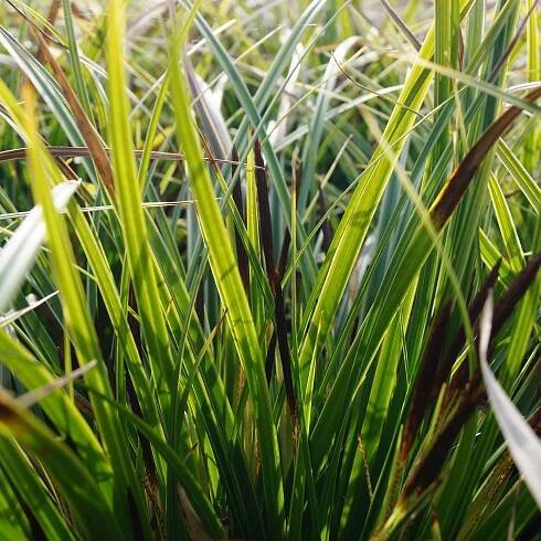 Carex morrowii 'Variegata' - Japansegge ansehen
