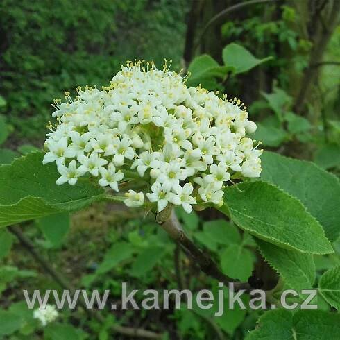 VIBURNUM LANTANA - Kalina tušalaj