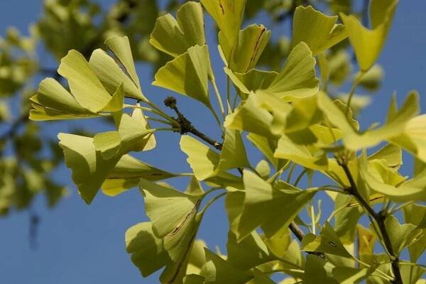 GINKO BILOBA MARIKEN