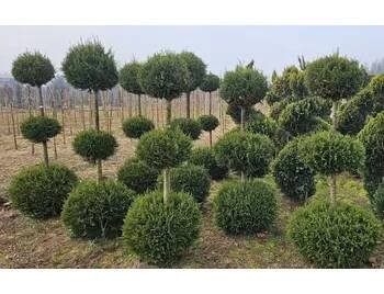 Květináč Thuja occidentalis 3x