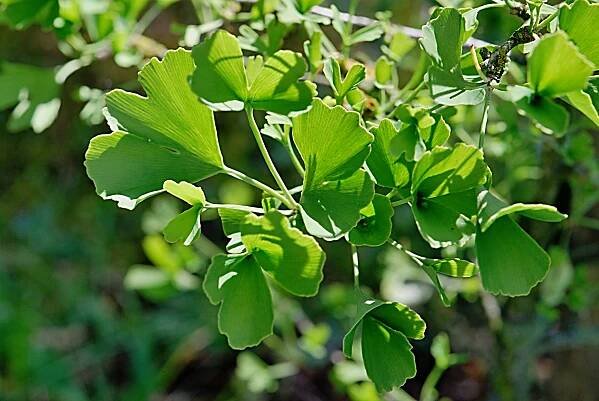 Jinan dvoulaločný 'Tubifolia' - letní listy (Ginkgo biloba)