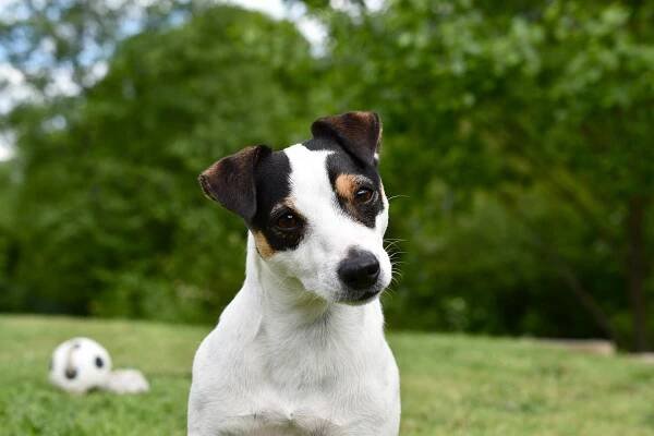 Pes Jack Russel Zvíře - Fotografie zdarma na Pixabay