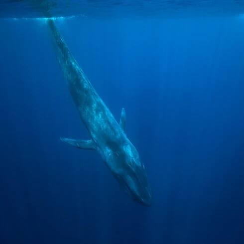 Killing the Blue Whale Challenge