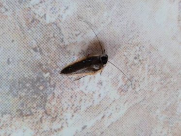 brouci a neznámý hmyz v bytě | Škůdci.com - o škůdcích, plísních, plevelech a jak s nimi bojovat