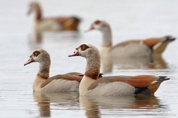 Husice nilská | Naturfoto.cz