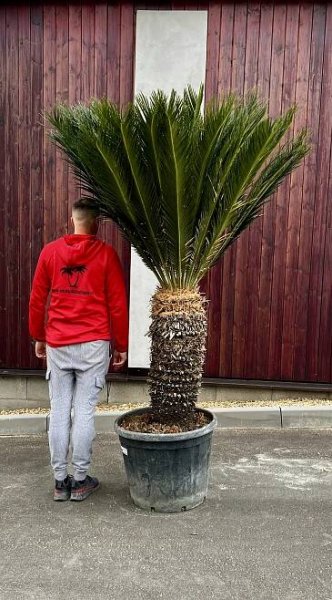 Cycas revoluta, cca 200 cm
