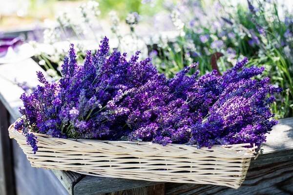 Lavendel-Sorten