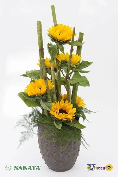 Helianthus inspiration | Vincent®s Sunflowers