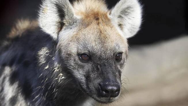 Hyena skvrnitá