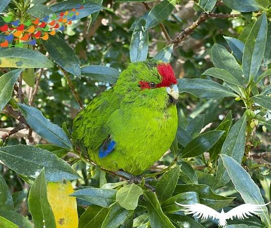 Kakariki as a pet – Complete information and care guide – Pet Queries