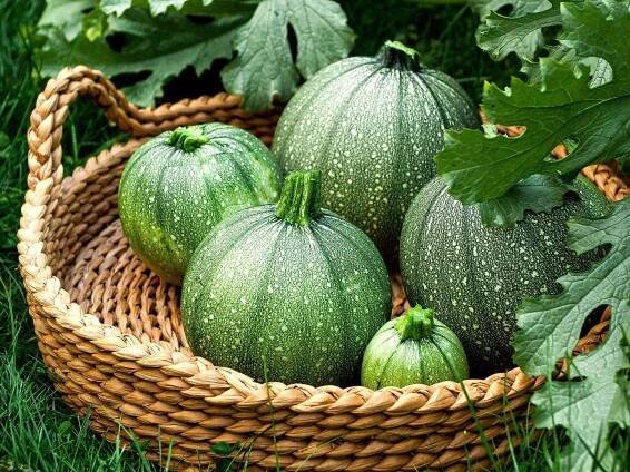 squash ronde de nice that are freshly harvested
