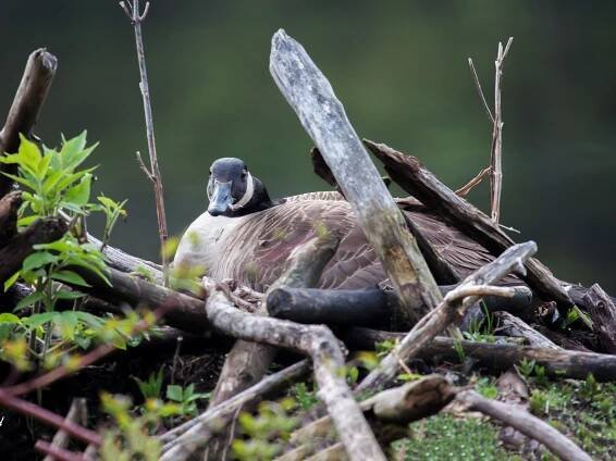  - Canada Goose