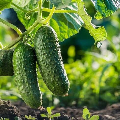 Best (And Worst) Cucumber Companion Plants For Higher Yields & Pest-Free Plants