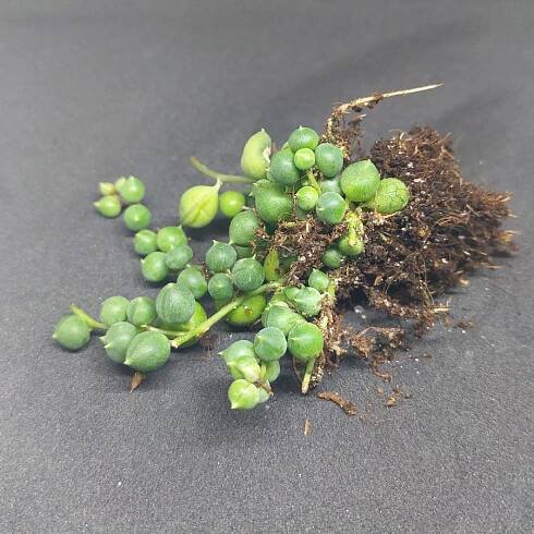 Plants - CactusPlaza.com