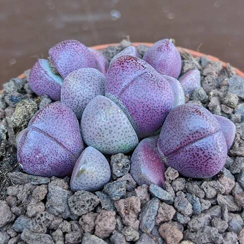 Pleiospilos nelii Royal Flush (rubra) - Living Stones - Seeds
