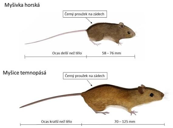 Porovnání myšivky a myšice.