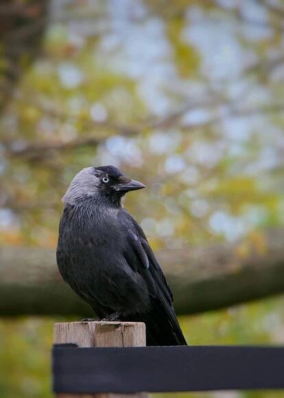 bezplatná Základová fotografie zdarma na téma černý pták, chování ptáků, corvidae Základová fotografie