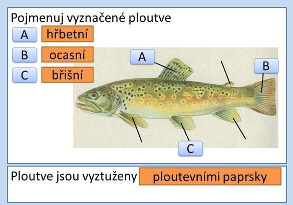 Stavba těla ryb – Materiály pro žáky ZŠ
