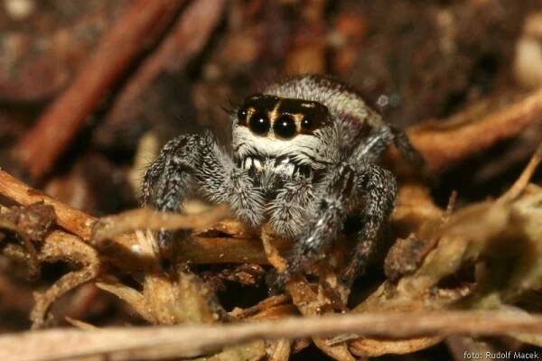 Česká arachnologická společnost - Macaroeris nidicolens (Walckenaer, 1802) [skákavka sosnová] → Čeleď: Salticidae → Rod