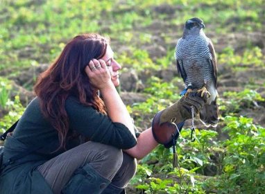 Beizjagd – Jagd mit Greifvögel