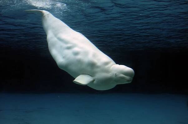 How Many Different Types of Whales Are There? - WorldAtlas