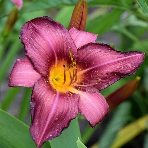 Plants and Landscapes - Photos by Anita Schlarb