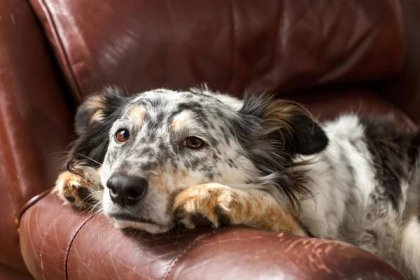 Separační úzkost u psů: Příznaky, léčba a další ▷➡️ Postposmo | Postposmo 