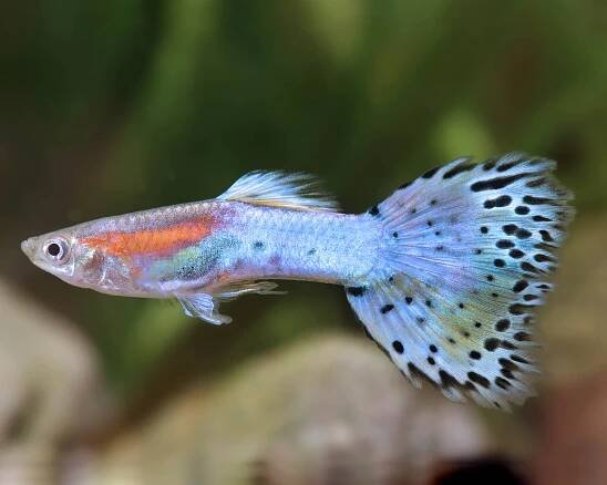 Guppy male blue glass - Poecilia reticulata