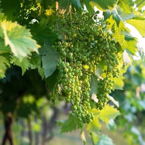 Marianns verden - Agriturismo Corte Tamellini