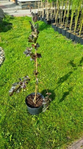Buk lesní PURPLE FOUNTAIN Buk červený KRÁSNÝ PLAČÍCÍ ŘEZ odolný SAZENICE Charakteristické vlastnosti snadná péče přátelské ke zvířatům vzácné