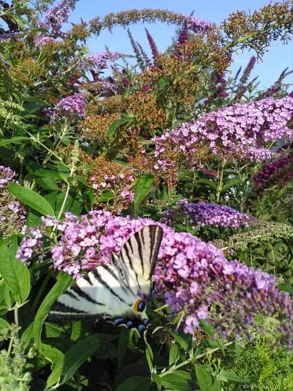 Komule Davidova - motýlí keř (Buddleia davidii)