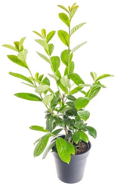 Bobkovišeň lékařská, Prunus laurocerasus Novita, skladem | ZAZUMi.cz
