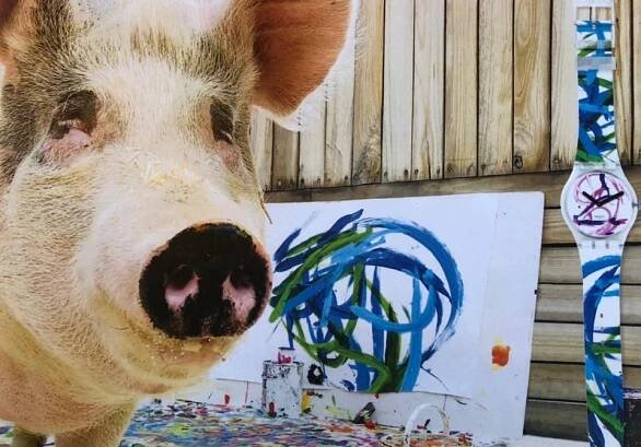 PIGcasso – świnka malarka | Kisses From Africa Travel Agency
