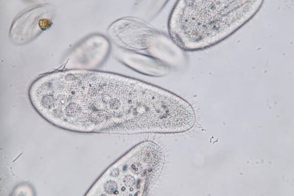 euroclean Paramecium