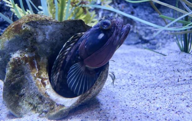 Obrázek - Neoclinus blanchardi (slizounek Blanchardův) | BioLib.cz