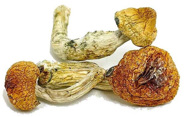 Amazonian Mushroom