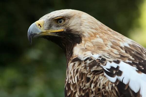 Soubor:Kaiseradler Aquila heliaca amk.jpg – Wikipedie