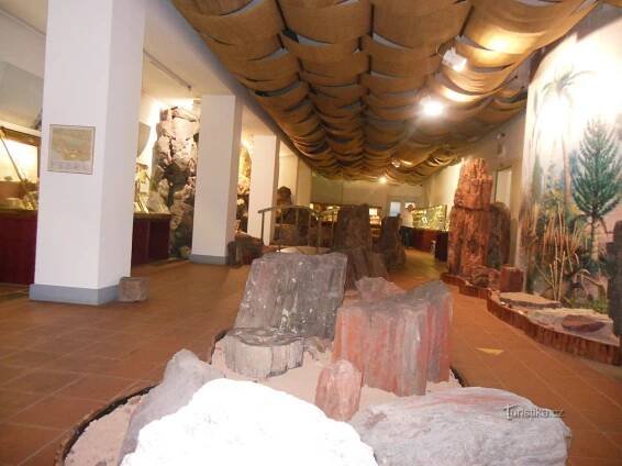 skamenené stromy v expozícii geologického vývoja