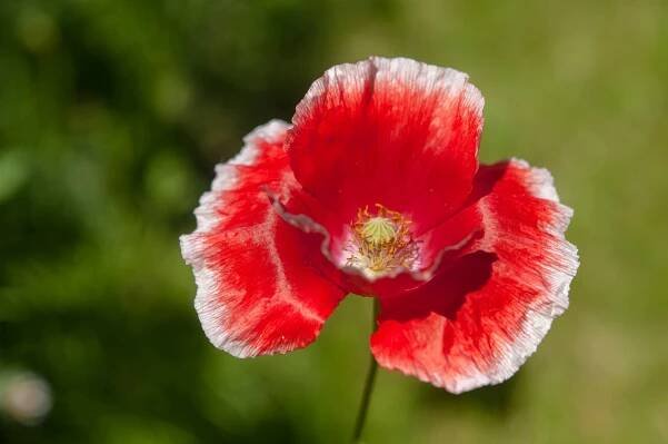Common poppy with red flowers with white tips closeup