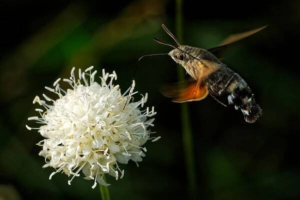 Dlouhozobka svizelova - Macroglossum stellatarum - Hummingbird hawk-moth 3550 | PHOTOTRIP.CZ