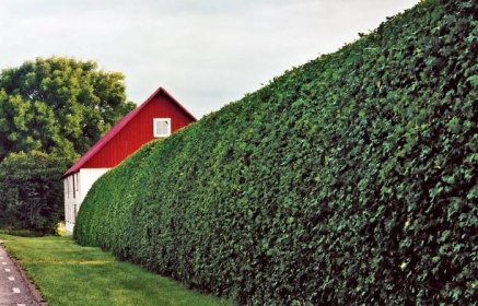 Rychle rostoucí živý plot neopadavý: Jak vytvořit dokonalou zelenou clonu