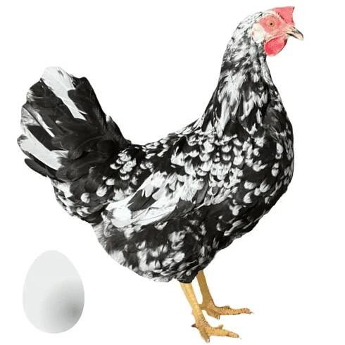 Kuřice Dominant Leghorn černobílý D601 (novinka)