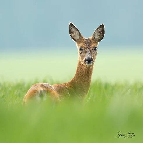 Sudokopytníci jelenovití | Štěpán Mikulka | Wildlife fotograf