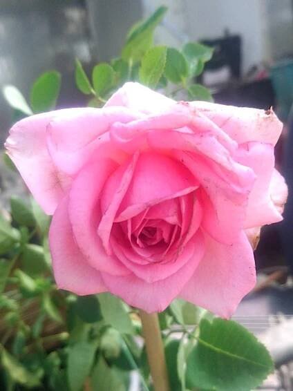‘Bienvenue’ Rose
